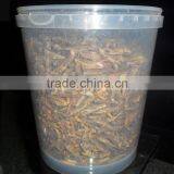 Animal Feed Dried Grasshopper thumbnail-5