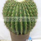 2014 Popular Plastic Cactus, Artificial Cactus Plants, Fake Plants thumbnail-1