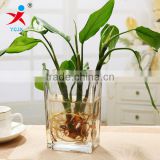 More transparent quadrate glass floret bottle hydroponic money plant flower implement aggravating the sitting room is contracted