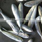Ready Stock Sea Frozen Mahi Mahi Whole Round 2kgs + thumbnail-2