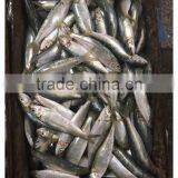 New Landing Frozen Fresh Unprocessed HGT Sardine thumbnail-4