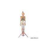 Sell Human Skeleton Model thumbnail-1