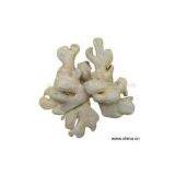 Sell Dry Gingers thumbnail-1