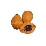 Loquat thumbnail-1