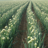 Scallion Seed Yuandi Wholesale thumbnail-3