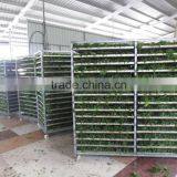 Sea Lettuce,Seaweed Flakes,Dried Seaweed For Sale thumbnail-6