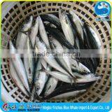 Frozen Fish Pacific Mackerel 100g 200g 100-200g