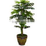 Tortoise Tree thumbnail-1