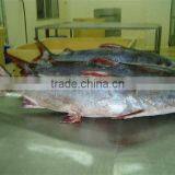 Cat Fish Whole Round thumbnail-1