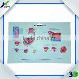 New Designs 3D PVC Embossed Medical Poster