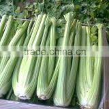 Chinese Fresh Celery thumbnail-6