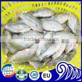 Frozen Tilapia Wholesale Price thumbnail-3