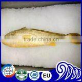 FDA BRC Whole Round Frozen Yellow Croaker Fish For Sale thumbnail-1