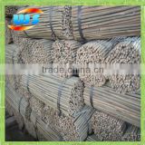 Bamboo for planting 2'X10/12mm