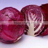 Chinese Fat Red Cabbage Fresh Purple Cabbage thumbnail-2