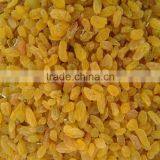 Dried Golden Raisin for the Middle East Market thumbnail-5