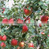 High Quality Chinese Red Star Apple Best Price Red Star Apples Sweet and Fresh Red Star Apples thumbnail-4