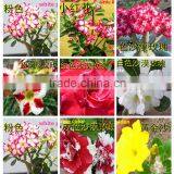 Desert Rose Seeds From China thumbnail-2
