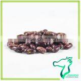 High Nurtion Purple Sugar Bean Heilongjiang Original