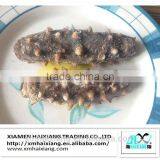 Fresh Sea Cucumber thumbnail-4