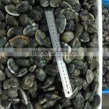 High Quality Frozen Vacuum Packed Short Necked Clam thumbnail-6