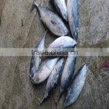 Frozen Tuna Bonito Frozen Fish Bonito Tuna Seafrozen 750G+ thumbnail-1