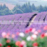 Green Tea Body Cream, 80 g thumbnail-1