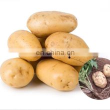 New crop 2019 Certified GAP Holland Potatoes Fresh potatoes