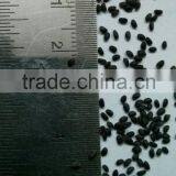 Tukmaria thumbnail-1