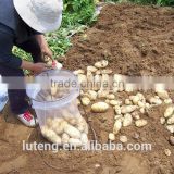 2016 crop fresh crisp potato with good quality and cheap price