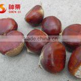 Organic Fresh Chestnuts Wholesale--best Chestnuts in the World thumbnail-3