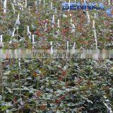 Quality Fresh Cut Flower in China /design Roses/jasmine/decorative Natural Flowers thumbnail-6