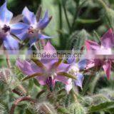 Good Price Organic Refined Borage Oil Bulk China thumbnail-2
