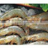 Cat Food Kitten and Pregnant Lactating Adult Cat Formula thumbnail-5