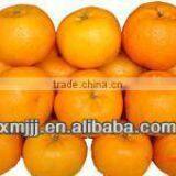 Ponkan/mandarin Orange for New Year thumbnail-6