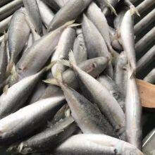 BQF IQF Whole Round Scad Mackerel Frozen Horse Mackerel Fish thumbnail-3