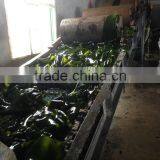 Hot Sale Frozen Seafood Seaweed Salted Laminaria Kelp Buyers thumbnail-3