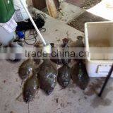 12V 30 W Led Fishing Chip Used for Led Fishing Lamp thumbnail-2