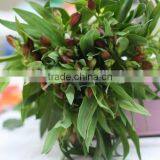 Wide Varieties Top Sell High Quality Fresh Cut Flower Peruvian Lily thumbnail-2