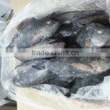 FROZEN BLACK TILAPIA WHOLE ROUND thumbnail-2