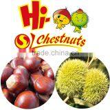 Hot Sale Organic Fresh Chinese Chestnut thumbnail-3