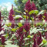 Dried Amaranth Leaves / Powder thumbnail-3