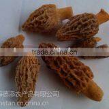 Best Price for Morchella Esculenta thumbnail-6