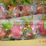 Fresh Dragon Fruit White Flesh Vietnam thumbnail-6