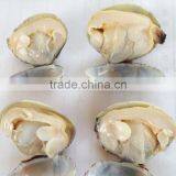 Frozen Cooked Short Necked Clam With Favorable Price thumbnail-2