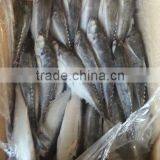 Jack Mackerel China Wholesale Fish thumbnail-1