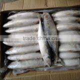Frozen W/R Pacific Mackerel Good-quality Fresh Fish Seafood thumbnail-3