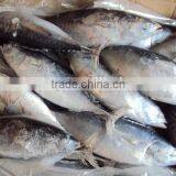Frozen Whole Round Bonito Tuna thumbnail-2