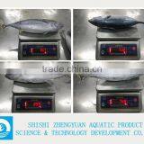 New Fresh Land Frozen Bonito From China thumbnail-1