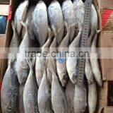 Frozen Horse Mackerel 24cm+ thumbnail-1